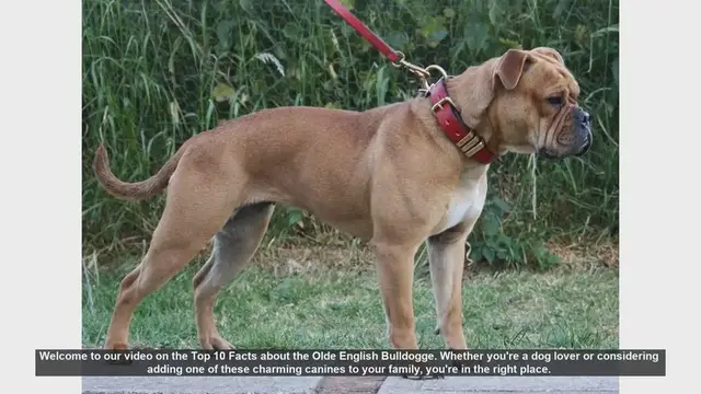 Video thumbnail for Top 10 Facts About the Olde English Bulldogge