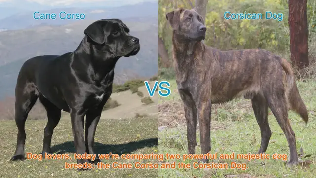 Video thumbnail for Cane Corso vs. Corsican Dog: A Comparison of Majestic Breeds
