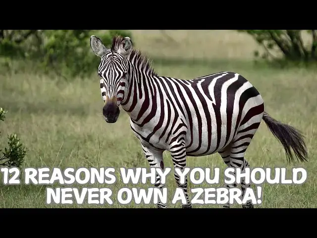 Video thumbnail for 12 Reasons Why You Should Never Own a Zebra! 🦓
