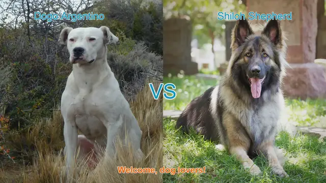 Video thumbnail for Dogo Argentino vs. Sarabi Dog: A Comprehensive Comparison