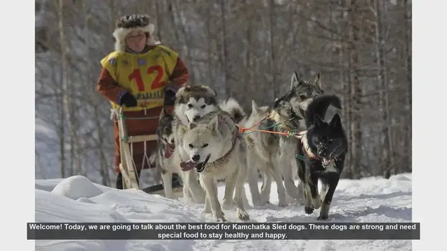 Video thumbnail for Best Food for Kamchatka Sled Dogs: Nutrition Tips for Strong and Healthy Dogs