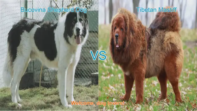 Video thumbnail for Bucovina Shepherd Dog vs. Tibetan Mastiff: A Comparison of Majestic Dog Breeds