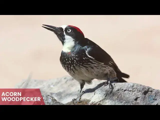 Video thumbnail for Up Close with California's Woodpeckers: A Nature Lover's Delight
