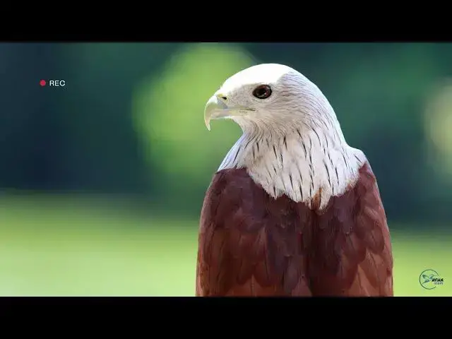 'Video thumbnail for Hawks in Tennessee: Winged Guardians of the Volunteer State'
