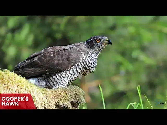 'Video thumbnail for Hawks in Texas: Feathered Sentinels of the Lone Star State'