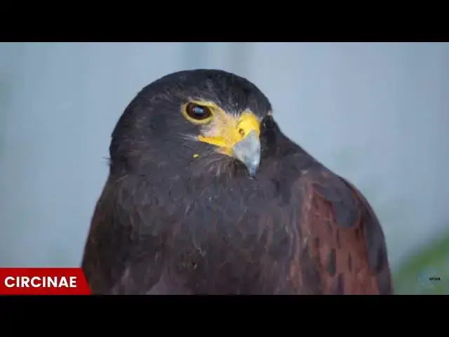 Video thumbnail for Hawks in Mississippi: Winged Stewards of the Magnolia State