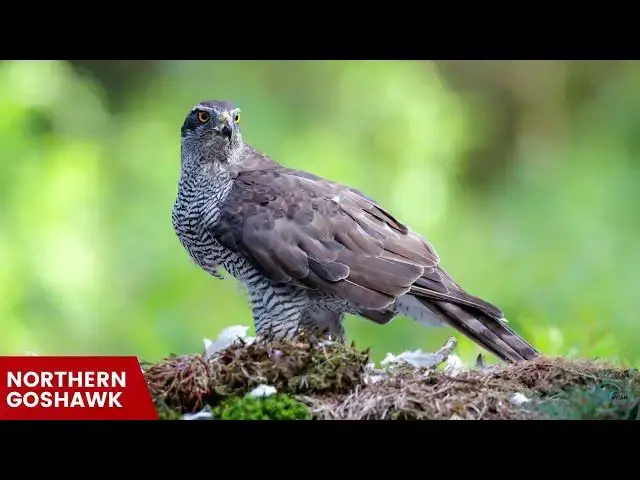 Video thumbnail for Hawks in New York: Sky Wardens of the Empire State