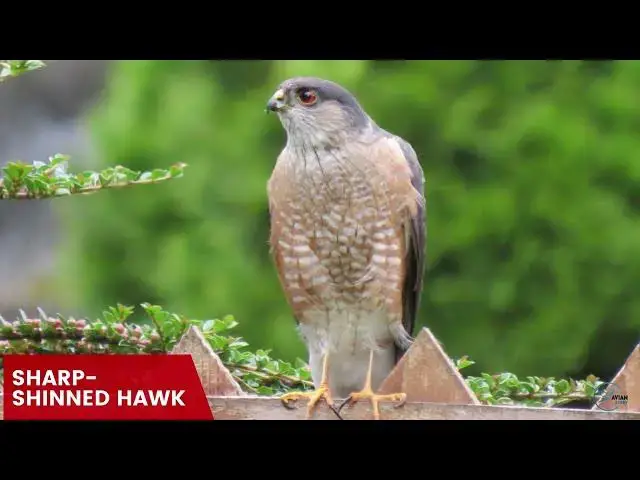 'Video thumbnail for Hawks in Iowa: Feathered Guardians of the Hawkeye State'