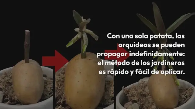 'Video thumbnail for Orquídeas, cómo propagarlas sin fin con una papa: los jardineros enseñan'