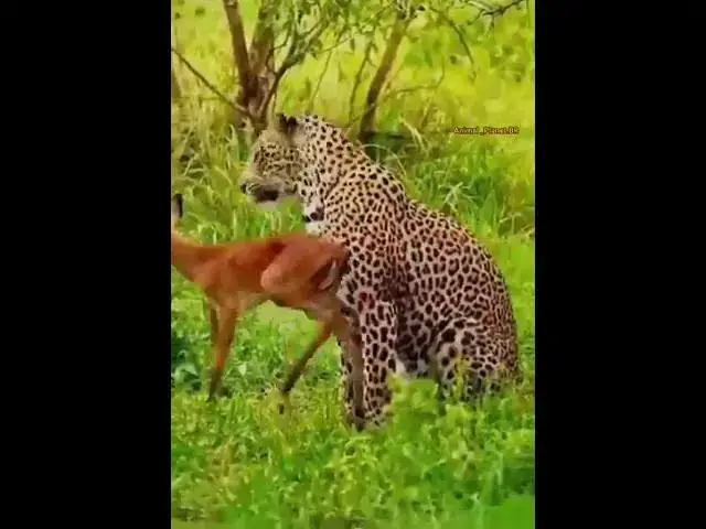 Video thumbnail for अनूठा रिश्ता कितना प्यारा❤❤❤🌷🌷#viral #shortvideo #happy_lokgeet