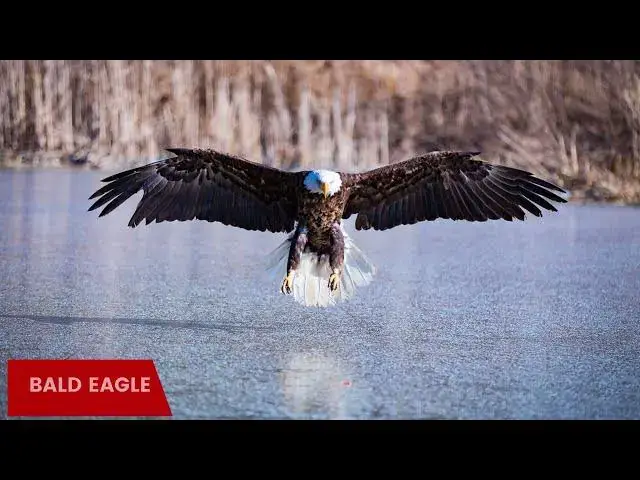 Video thumbnail for Eagle Watching in New Jersey: Tips and Tricks
