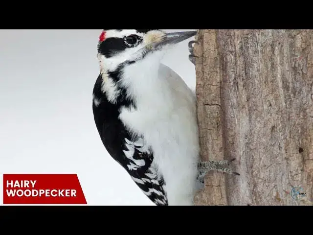 Video thumbnail for Discovering the Different Woodpecker Species of Iowa