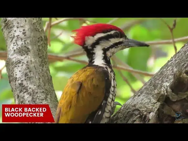 Video thumbnail for The Fascinating Biology of Maine's Woodpeckers: An Inside Look