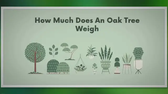 Video thumbnail for Unveiling the Hidden Weight of Oak Trees - Prepare to be Amazed