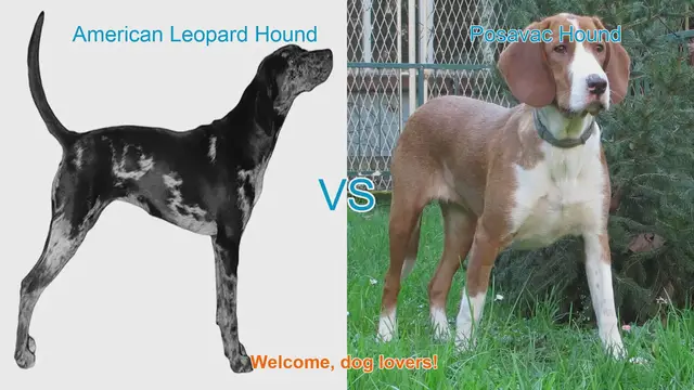Video thumbnail for American Leopard Hound vs. Posavac Hound: A Comparison of Two Unique Dog Breeds