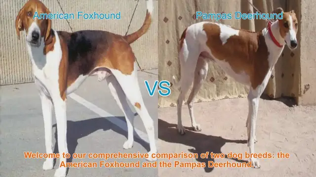 Video thumbnail for American Foxhound vs. Pampas Deerhound: A Comprehensive Breed Comparison