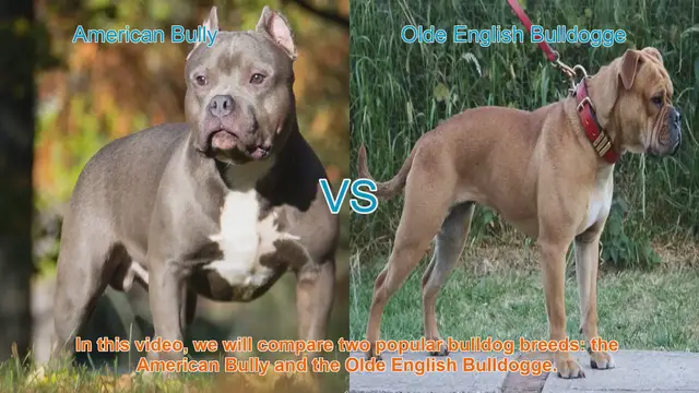 Video thumbnail for American Bully vs. Olde English Bulldogge: Breed Comparison