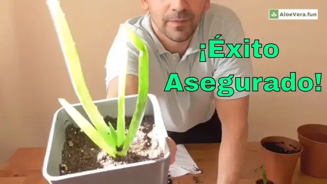 'Video thumbnail for Cómo Plantar Hijuelos de Aloe Vera o Sábila'