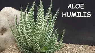 'Video thumbnail for Aloe Humilis 🌱 Cuidados y Características ✅'