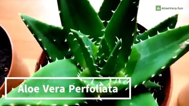'Video thumbnail for 🌱 Aloe Perfoliata o Aloe Mitriformis - Trasplante y cuidados'