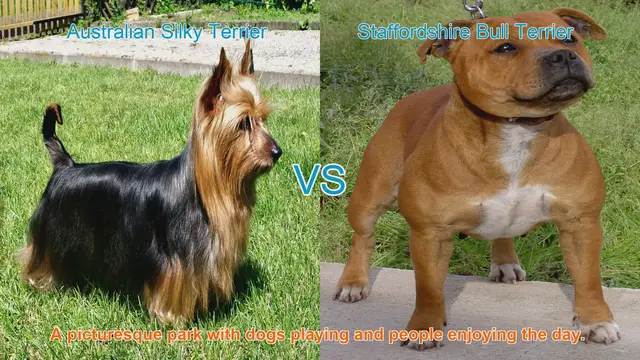 Video thumbnail for Comparing Australian Silky Terrier vs. Staffordshire Bull Terrier: Origins, Traits, and Care