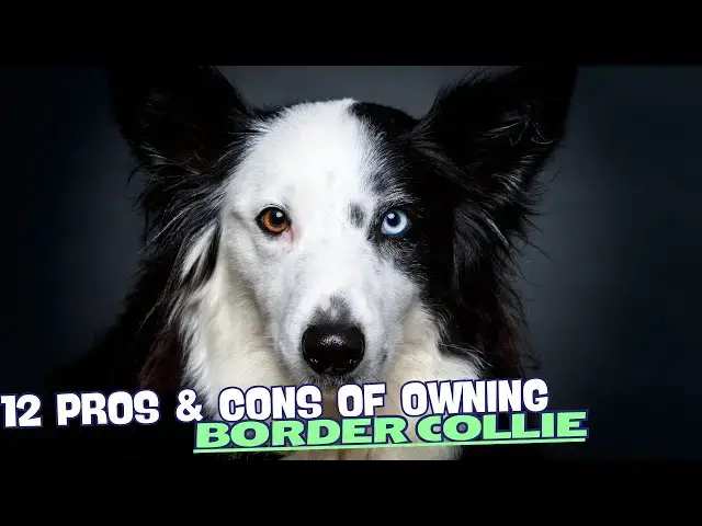 Video thumbnail for 12 Pros & Cons of Owning a Border Collie🐾