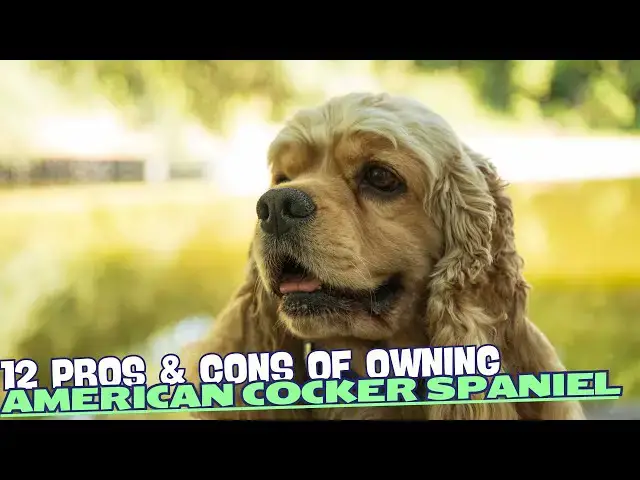 Video thumbnail for 12 Pros & Cons of Owning an American Cocker Spaniel🎾🐾