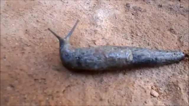 Video thumbnail for SNAIL IN ACTION/Snail movement/Snail in India.