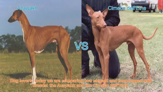 Video thumbnail for Azawakh vs. Cirneco dell'Etna: A Comparison of Elegant Dog Breeds