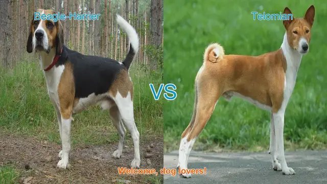 Video thumbnail for Beagle-Harrier vs. Telomian: A Comparison of Unique Dog Breeds