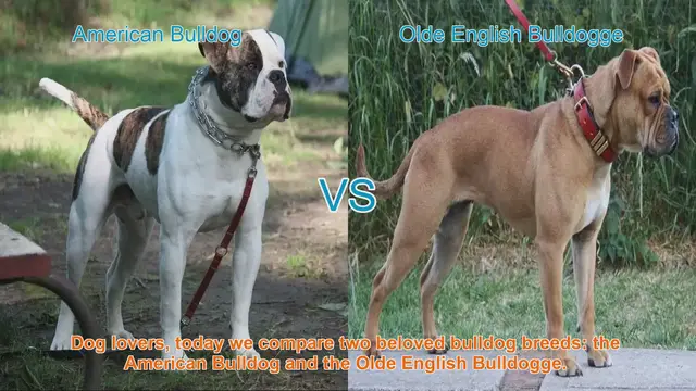 Video thumbnail for American Bulldog vs. Olde English Bulldogge: A Comparison