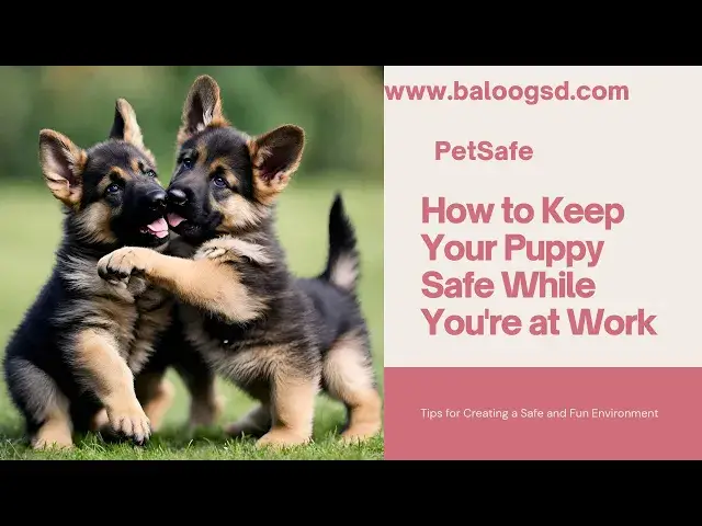 'Video thumbnail for How to Make Sure Your Puppy is Safe While You’re at Work'