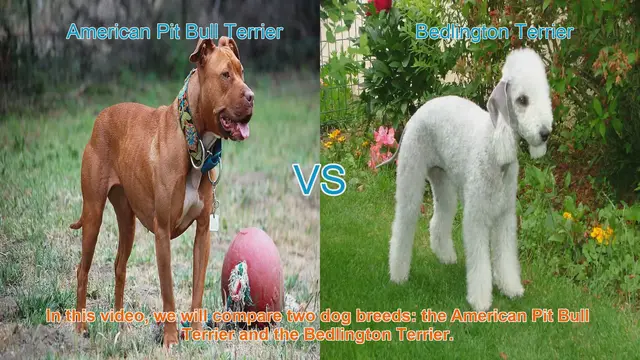 Video thumbnail for American Pit Bull Terrier vs. Bedlington Terrier: A Breed Comparison