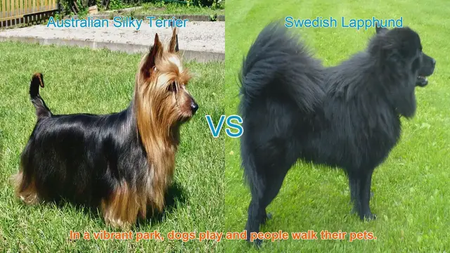 Video thumbnail for Australian Silky Terrier vs. Swedish Lapphund: A Breed Comparison