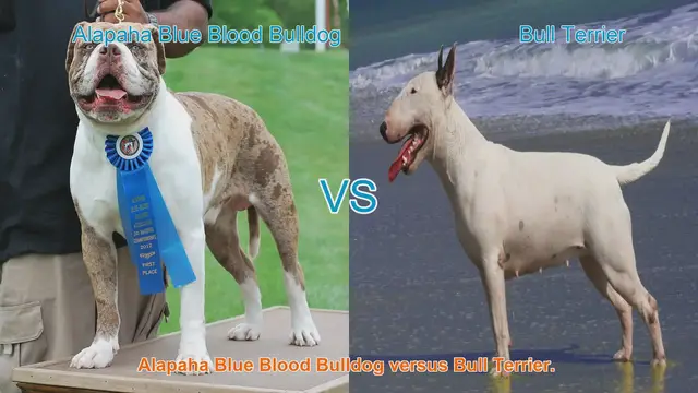 Video thumbnail for Alapaha Blue Blood Bulldog vs. Bull Terrier: A Comparison