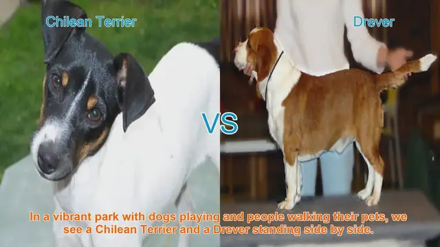 Video thumbnail for Chilean Terrier vs. Drever: A Comparison of Two Unique Dog Breeds