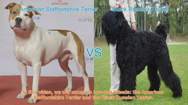 Video thumbnail for American Staffordshire Terrier vs. Black Russian Terrier: A Breed Comparison