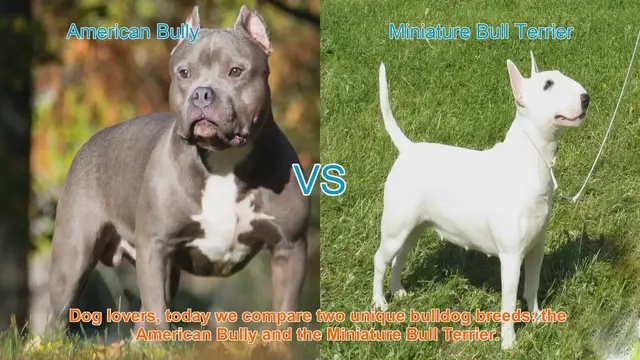 Video thumbnail for American Bully vs. Miniature Bull Terrier: A Comparison of Bulldog Breeds