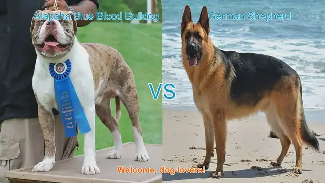 Video thumbnail for Alapaha Blue Blood Bulldog VS German Shepherd
