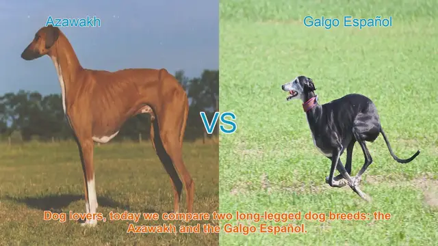 Video thumbnail for Comparing Azawakh and Galgo Español: A Guide for Dog Lovers