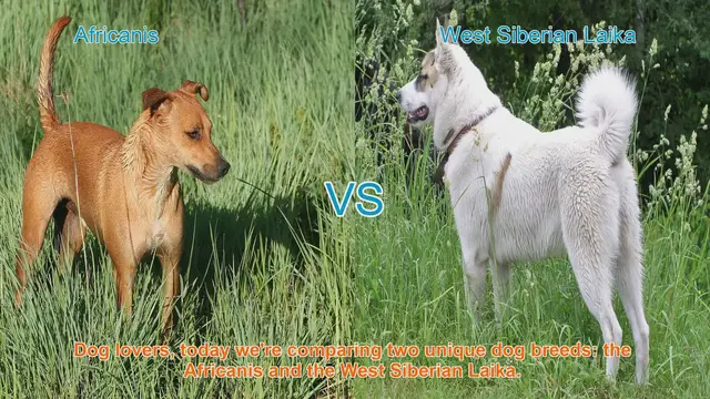 Video thumbnail for Africanis vs. West Siberian Laika: A Comparative Guide
