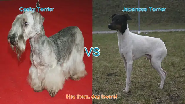 Video thumbnail for Cesky Terrier vs. Japanese Terrier: A Comparison of Two Charming Dog Breeds
