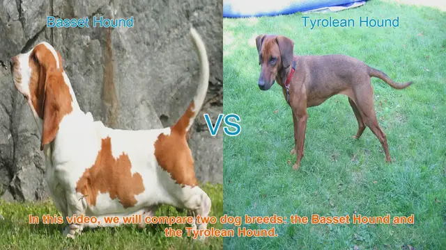 Video thumbnail for Basset Hound vs. Tyrolean Hound: A Comprehensive Comparison