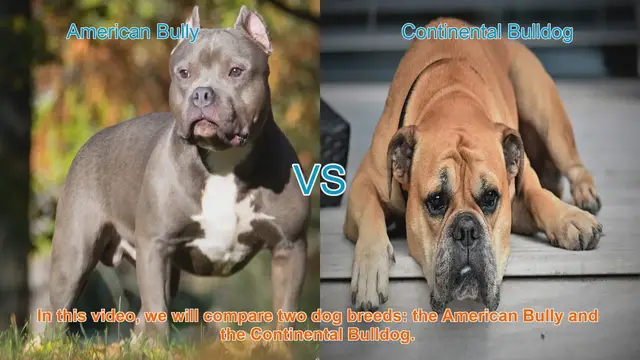 Video thumbnail for American Bully vs. Continental Bulldog: Breed Comparison
