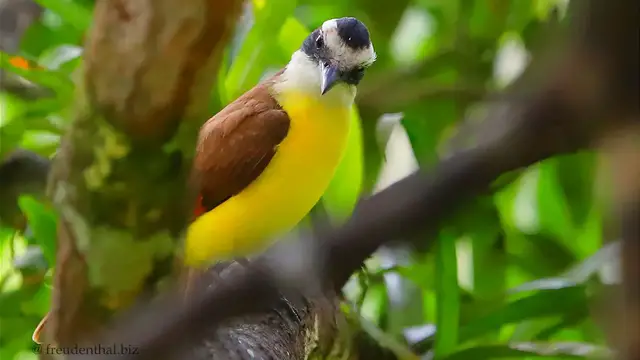 Video thumbnail for Boca Tapada am Río San Carlos | Costa Rica