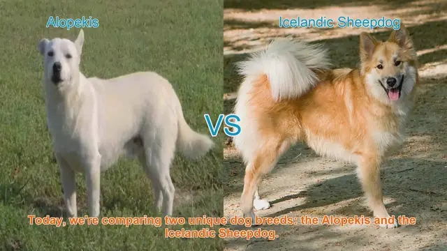 Video thumbnail for Alopekis vs. Icelandic Sheepdog: A Breed Comparison