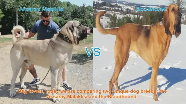 Video thumbnail for Aksaray Malaklisi vs. Bloodhound: A Comprehensive Breed Comparison