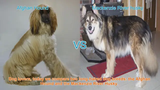 Video thumbnail for Afghan Hound vs. Mackenzie River Husky: A Comparison of Long-Haired Dog Breeds