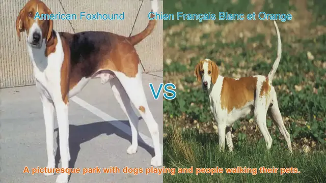 Video thumbnail for A Comparison of American Foxhound and Chien Français Blanc et Orange