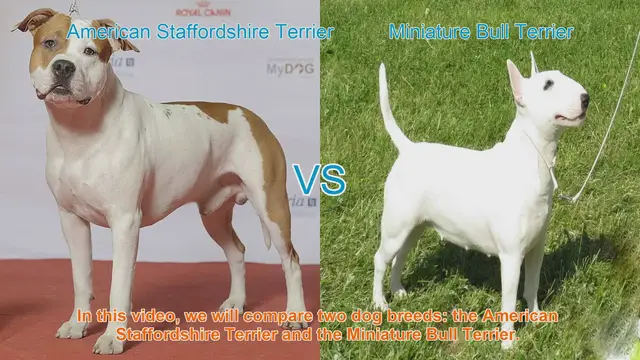 Video thumbnail for American Staffordshire Terrier vs. Miniature Bull Terrier: A Breed Comparison